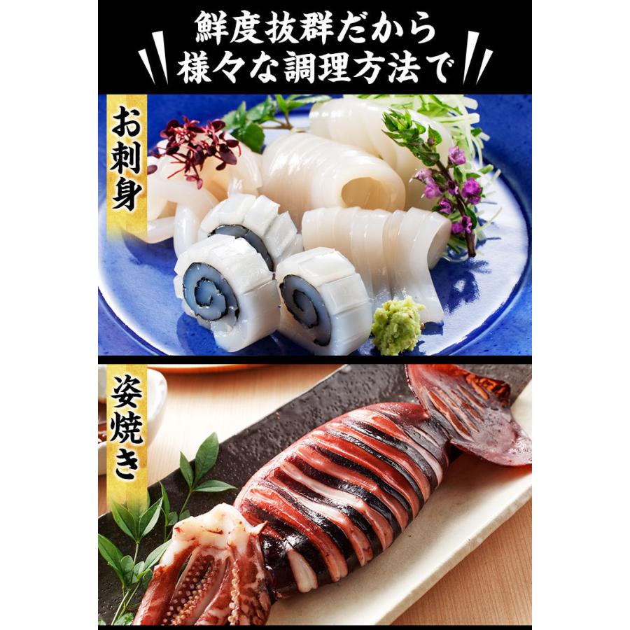 イカ いか 日本海産 生スルメイカ姿7ハイ 約1.5kg IQF冷凍 解凍後に吸盤が吸いつく鮮度 塩辛 お刺し身OK 刺身 魚介類 烏賊 海鮮