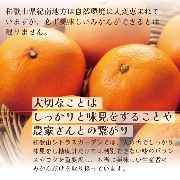 早生温州みかん 送料無料 みかん 温州みかん 高糖度 濃厚 中玉 Mギフト シトラスガーデン