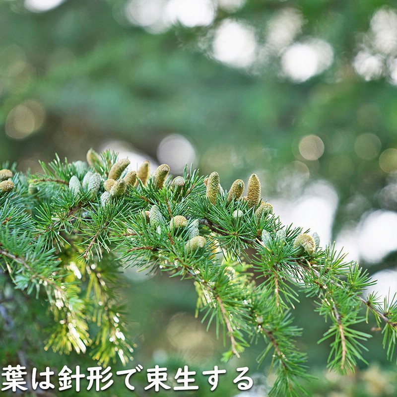 ヒマラヤスギ　フィーリンブルー ヒマラヤシーダー cedrusdeodara フィーリンブルー ヒマラヤスギ