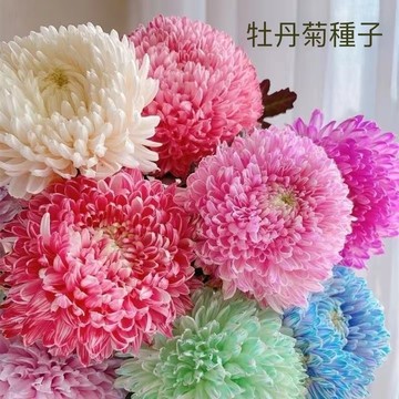 12h出貨 牡丹菊（50粒）四季種植 室內外種植 超級好看炫彩菊花 新手好養活 庭院觀賞耐寒花卉種子