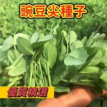 台灣現貨 頂級芽菜 豌豆尖/豆苗種子｜7天快採 嫩梢極品｜火鍋清炒 鮮甜無比｜室內可種 四季可收#葉菜類