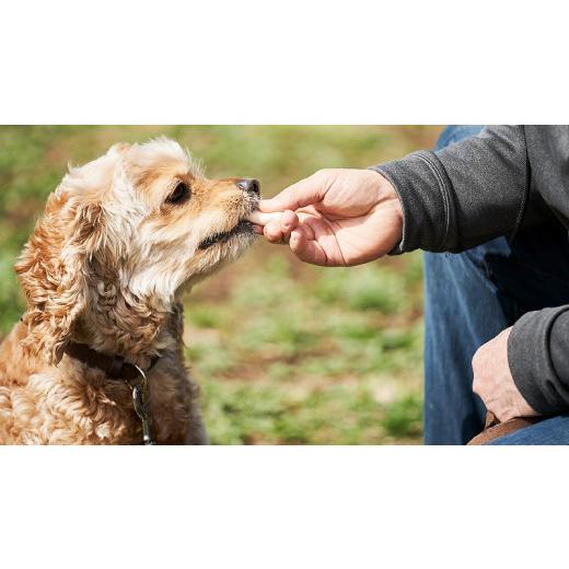 ふるさと納税 山梨県 北杜市 uchinokono oyatsu All for dog うちの