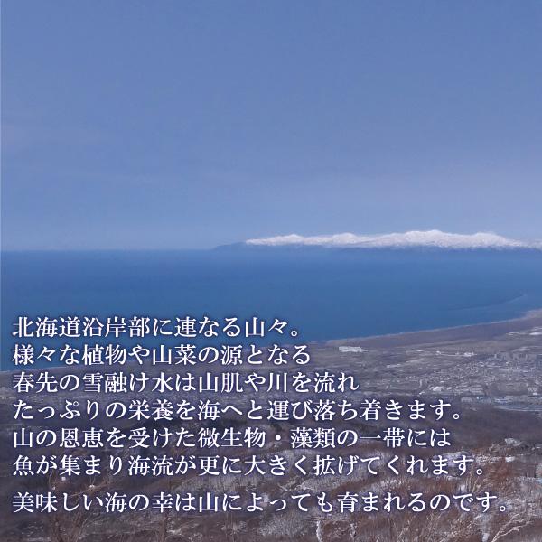 北海道 海産物　小樽　積丹　うに　生うに　日本海　キタムラサキウニ