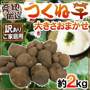 産地厳選 ”つくね芋・山の芋” 訳あり 約2kg 大きさおまかせ 山芋 大和芋 やまいも 送料無料