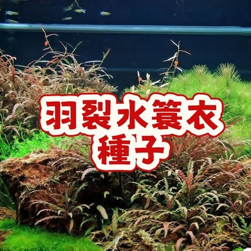 次日達-（羽裂水簑衣種子）草缸造景 淨化空氣 當季新籽 發芽率高  新手易種植 長勢旺盛 #超優惠