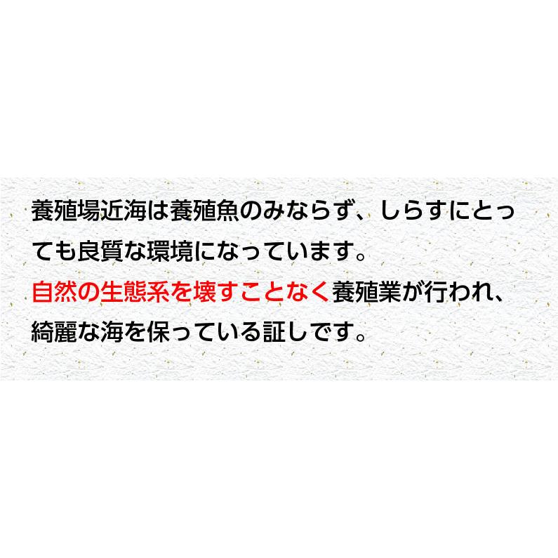 プレゼント ギフト 海鮮 干物 特大真あじ干物 4枚 アジ 干物 贈答用 ギフト 愛媛県産 養殖 真あじ アジの開き 鯵  送料無料 Y凍