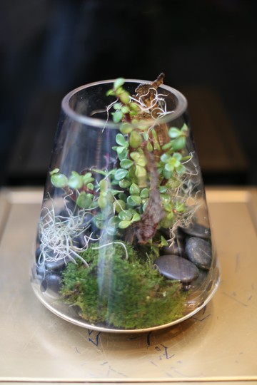 銀杏木玻璃植栽