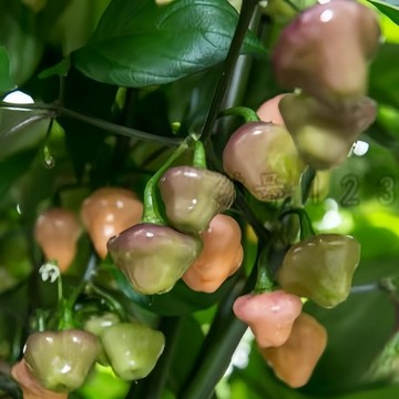 🌶️（切羅·羅莎 羅克薩 辣椒種子）新種上市 （ 勁辣） 高產可觀賞可食用辣椒種子 有史以來最漂亮的智利辣椒之一