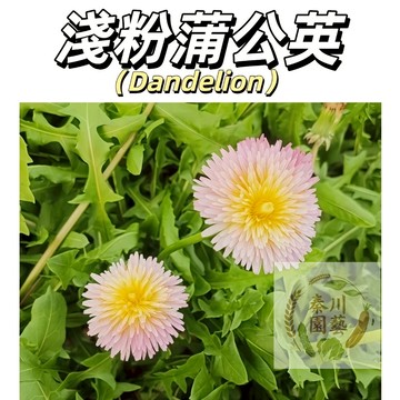 嘉義現貨（淺粉蒲公英種子PGY-4 ）野菜婆婆丁~粉白係觀賞&藥食四季播種多年生花卉種子花海庭院野外造景種子