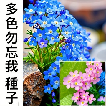 現貨【勿忘我種子大全】（250粒）四季種植 多年生庭院陽台種子 易養活四季種子 開花不斷 多年生花藝 切花勿忘我種籽
