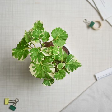 李的綠意花園 福祿桐系列 班葉福祿桐 黃金福祿桐 羽葉福祿桐