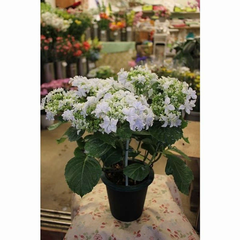 アジサイ 苗 鉢花 紫陽花 開花株 やや秋色 クウカイ 空海 ５号底面給水鉢 ２２ 通販 Lineポイント最大0 5 Get Lineショッピング