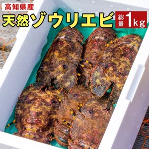 幻の天然ゾウリエビ１kg（サイズおまかせ）※着日指定不可※タビエビ 甲殻類 海老 地元ですら流通しない希少セミエビ科