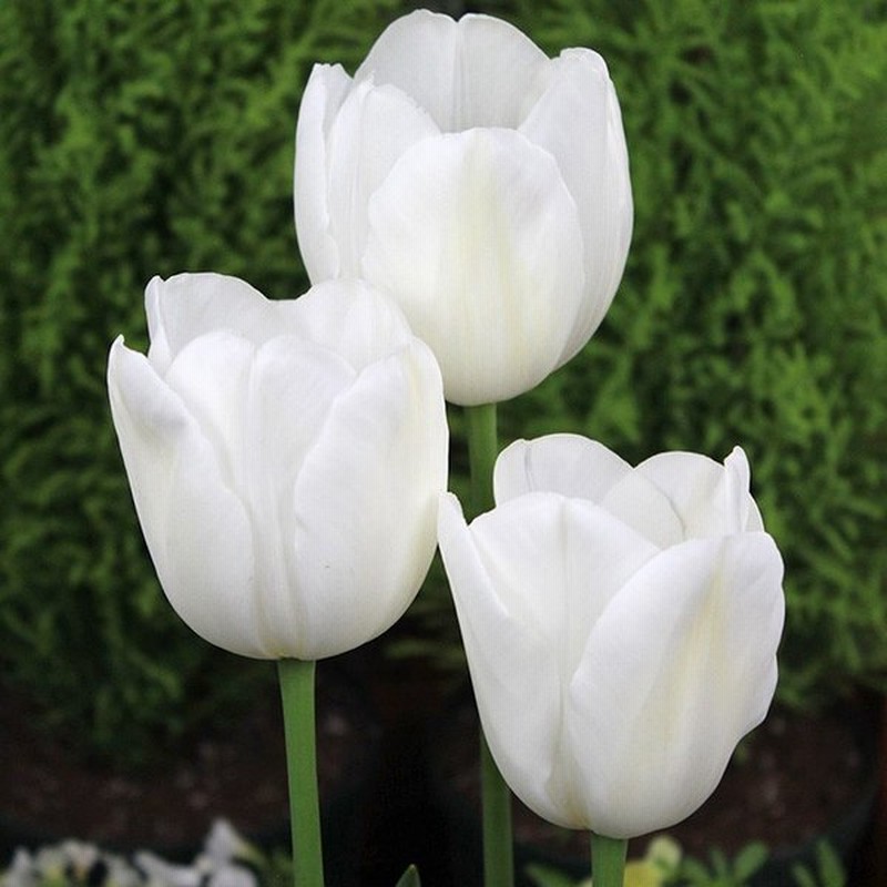 球根 チューリップ 秋植え 栽培 花壇 趣味 園芸 キュウコン チューリップ球根 雪うさぎ 5球セット 通販 Lineポイント最大0 5 Get Lineショッピング