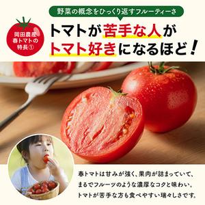 ふるさと納税 加西とまと（2024年度産）4kg 兵庫県加西市