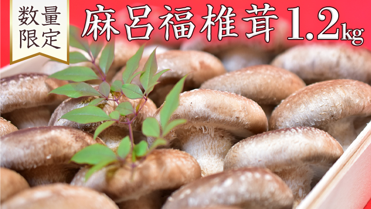  謹製 「 麻呂福椎茸 」 椎茸 しいたけ シイタケ 菌床椎茸栽培 [AK002ci]