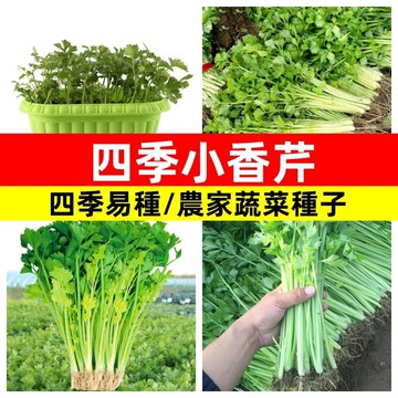 臺灣現貨 快發芽 四季小香芹種子 日本小香芹 耐熱耐寒 盆栽可種 當季可播 家庭菜園必備 香料盆栽 廚房隨手摘