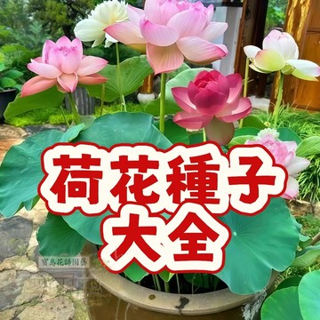 當季新籽（荷花種子大全）當季新籽 發芽率高 遇水就活 水生水養觀賞花卉 植物庭院盆栽  #懶人易種易活