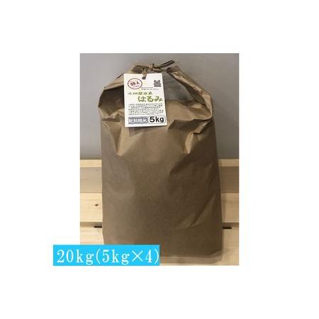 ふるさと納税 志村屋米穀店 令和5年産新米小田原市産　はるみ　20kg（5kgｘ4）＜出荷時期：10月中旬より順次出荷開始＞ 神奈川県小田原市