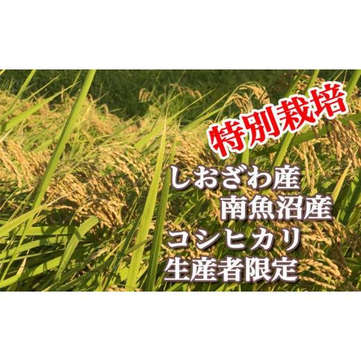 ふるさと納税 新潟県 南魚沼市 特別栽培 生産者限定  南魚沼しおざわ産コシヒカリ