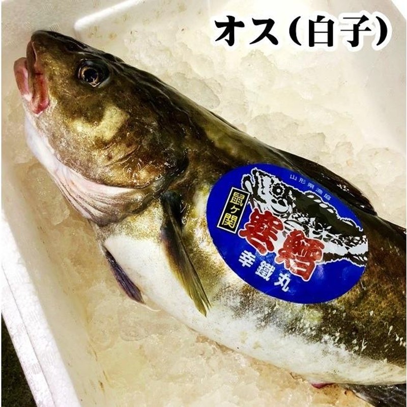 山形県産 真鱈 寒鱈 オス 白子 4ｋｇ1尾 (切身8〜10人前） マダラ 真ダラ 寒ダラ 鱈 1月中旬より順次発送 | LINEブランドカタログ