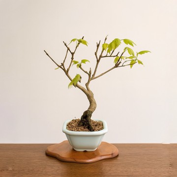 小品盆栽・日本宮樣楓・ミヤサマカエデ