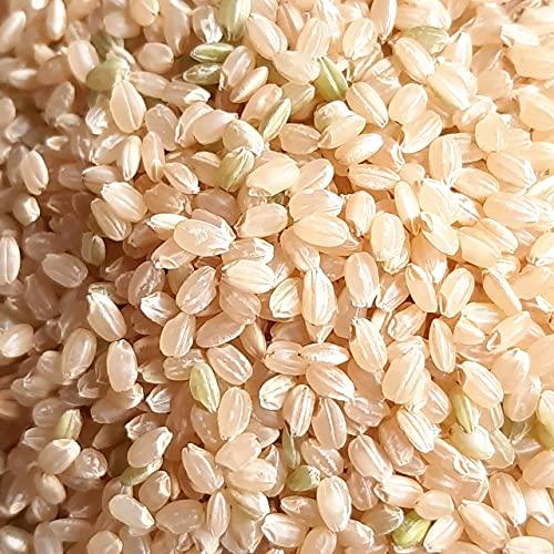 丸増 令和5年産 新米 キヌヒカリ 玄米 30kg 美味しいお米 お届けします brown rice