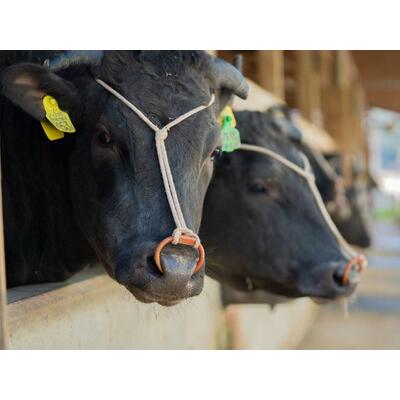 ふるさと納税 神戸ビーフ 牝 バラ焼肉切落し 250ｇ[476] 神戸牛 兵庫県多可町