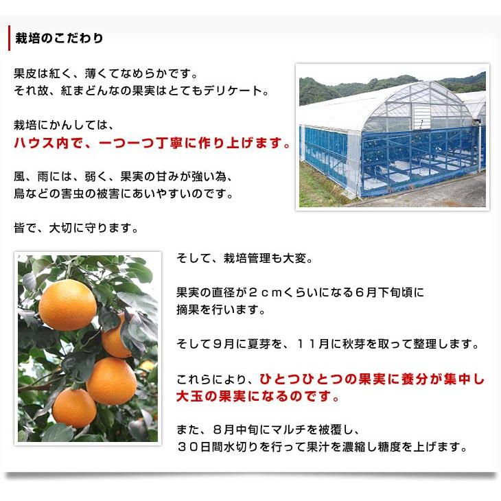 愛媛県より産地直送 JAえひめ中央 紅まどんな 良品　3LからLサイズ 約3キロ(10玉から15玉)　紅マドンナ オレンジ 御歳暮 お歳暮 ギフト