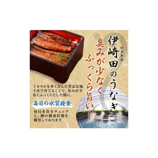 ふるさと納税 鹿児島県 志布志市 b5-150 鹿児島県産 伊崎田のうなぎ蒲焼 中＜150g以上＞× 4尾(計600g以上)