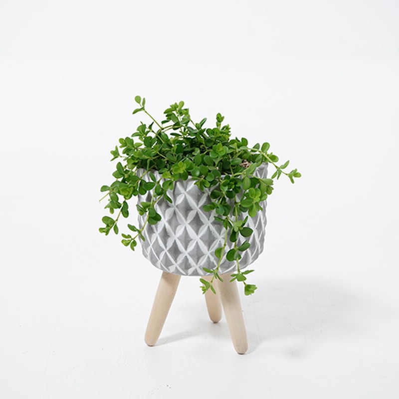 青山フラワーマーケット 観葉植物 丸くて小さい葉がかわいいペペロミア デッピアナ お祝い 自宅用 インテリア 通販 Lineポイント最大2 5 Get Lineショッピング