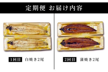 九州産うなぎ白焼き2尾・蒲焼き2尾の2回定期便♪焼きたて直送！！YS0010