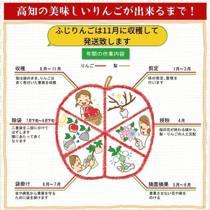 2024年度予約 高知県産 りんご ふじ  減農薬  有機肥料 8玉入 土本観光農園 ギフト 産地直送