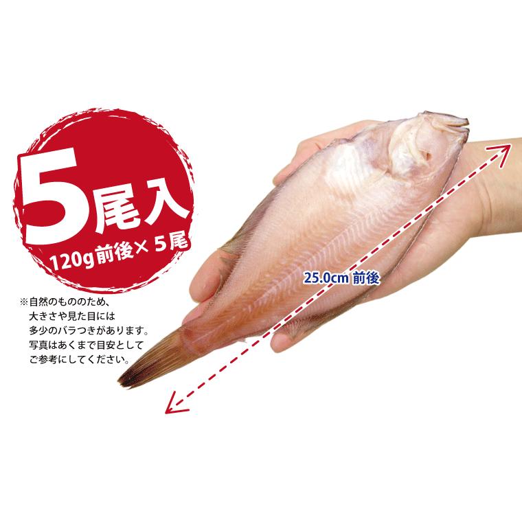 カレイ 干物 1枚×5パック カレイの干物 鰈 干物セット 真空パック 一夜干し 一夜干し魚 一夜干しセット ((冷凍))