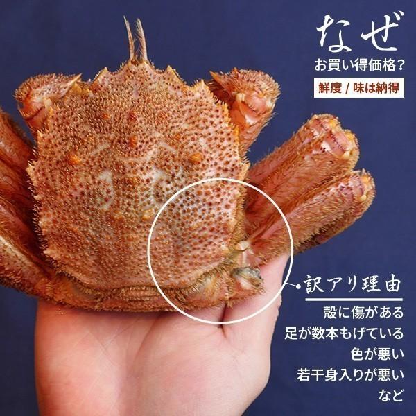 活き毛ガニ 北海道産 カニ 訳あり 300g-400g前後 2尾 毛蟹 毛がに 姿 活茹で選択可