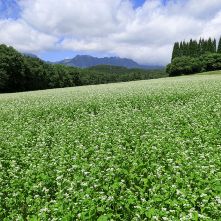 送料無料 會津そば（90g×4） 2袋セット そば 会津そば 会津産そば粉 蕎麦 会津製麺 ご当地グルメ ふくしまプライド