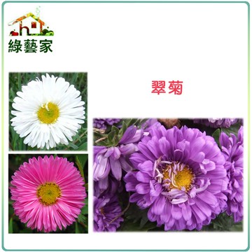 【綠藝家】H21.翠菊(蜜蕾，混合色，高25cm)種子30顆