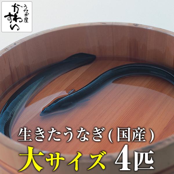 生きたうなぎ 大サイズ4尾 4p 1kg 鰻 活鰻 業務用 活ウナギ