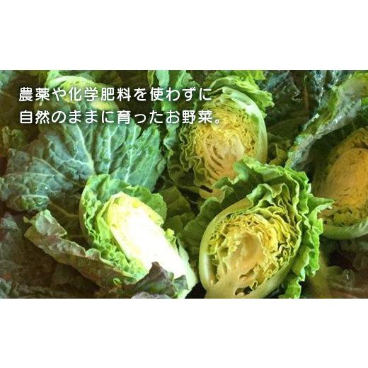 ふるさと納税 京都府 京丹後市 春夏秋冬自然栽培野菜セット(年4回)2〜3人用