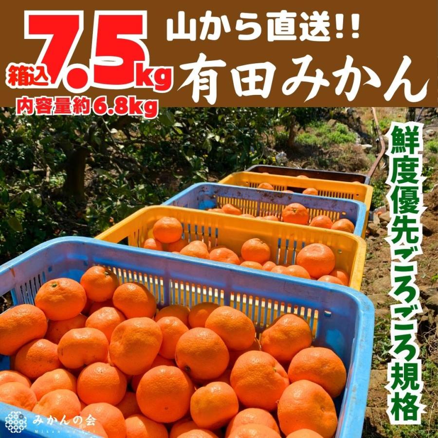 みかん 山から直送 箱込 7.5kg 内容量 6.8kg 鮮度優先ごろごろ規格 和歌山県産 産地直送 家庭用