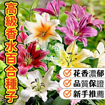 💥💥【高級香水百合種子】當季新籽  超大花香味濃百合 好養易活 盆栽室內花植物花苗 濃香百合花種子 室內花卉種子