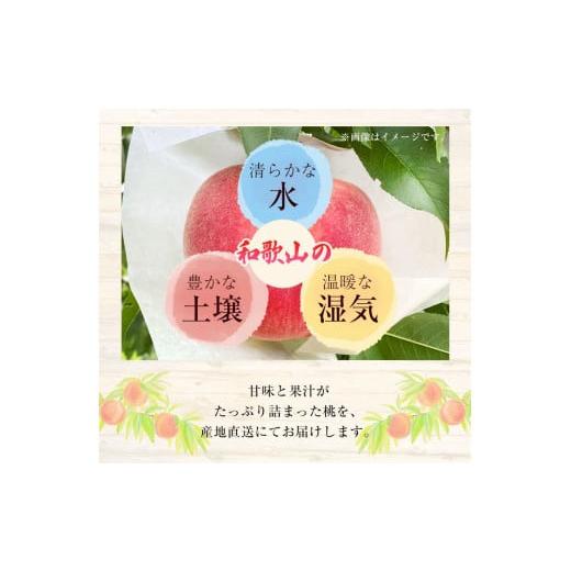 ふるさと納税 和歌山県 紀の川市 和歌山県産桃（もも） 約2kg 5〜8玉秀品 前商店《2024年6月中旬-8月上旬頃より順次出荷》産地直送 もも モモ 果物 フルーツ