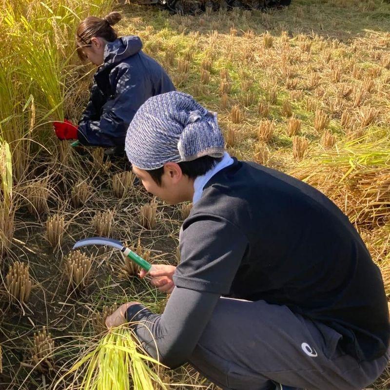 水菜土農園玄米令和4年産 秋田県産 あきたこまち 15kg (5kg×3袋) 古代米お試し袋付き