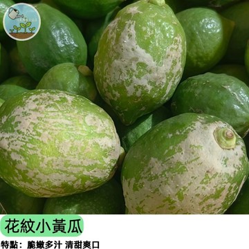 【超可愛】圓蘋果花紋小黃瓜種子 球形小黃瓜 水果黃瓜 陽台盆栽易種 生吃沙拉爽脆 親子種植樂趣 四季播種