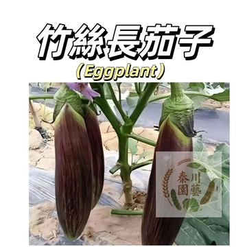 嘉義現貨（竹絲長茄種子QZ-12 ）新手易種~大果長茄子種子家庭爬藤蔬菜 四季播種高產農家果菜種子