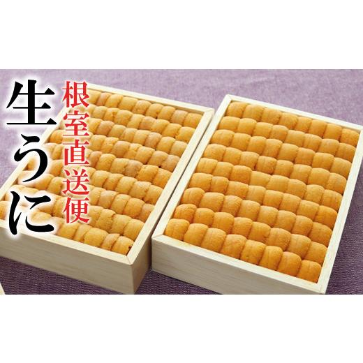 ふるさと納税 北海道 根室市 E-40028 エゾバフンウニ並べ詰め150g×2折[2024年3月上旬以降発送]