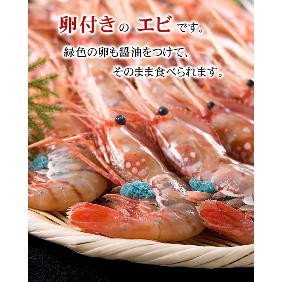 子持ち ボタンエビ冷凍　Mサイズ 500g(9〜13尾入り) 卵入り、ぼたんえび。海老味噌も絶品。お刺身(ギフト)