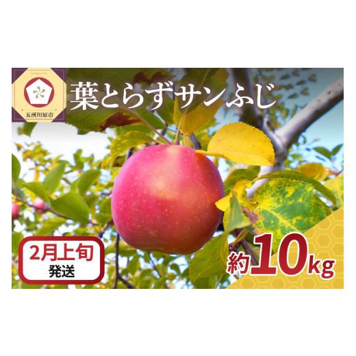 ふるさと納税 青森県 五所川原市  りんご 10kg サンふじ 葉とらず 青森