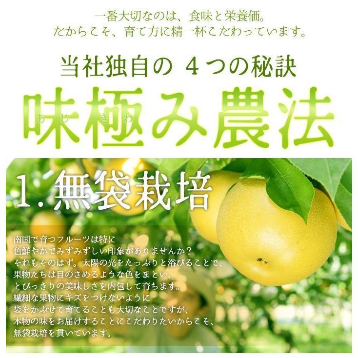 11月上旬〜中旬　サンふじ　訳あり りんご 減農薬 長野県産 送料無料 10キロ