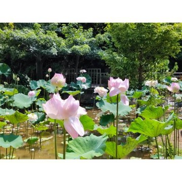 新北旅遊｜中和瓏山林、瓏山林江浙晚宴、夏日賞荷趣二日遊｜高雄台南出發_26TPE00048